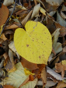  ヒトツバカエデの落ち葉　 大きく鮮やかな黄色い落ち葉